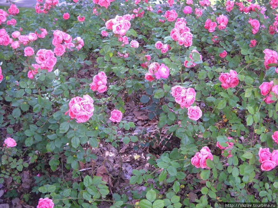 Как хороши, как свежи были розы... Гавр, Франция