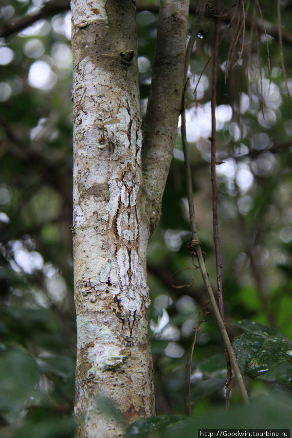 Геккон замаскировался на коре дерева Мадагаскар