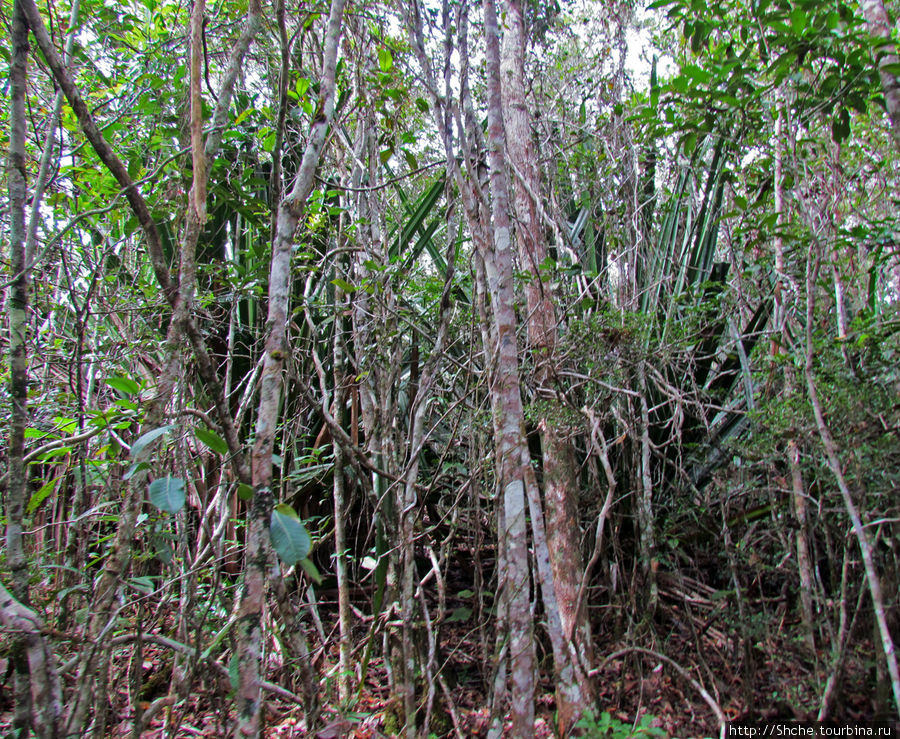 Местами лес выглядит довольно густым, но, когда хочешь занять хорошее место для съемки лемура, густоту как-то не замечаешь — как-то удается просочиться этот частокол Андасибе-Мантадиа Национальный Парк, Мадагаскар