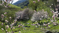 Дикий абрикос в Казахстане называют урюком. В апреле его цветение покрывает  склоны горных ущелий покрывалом нежно-розового цвета. Но продлится это великолепие недолго.