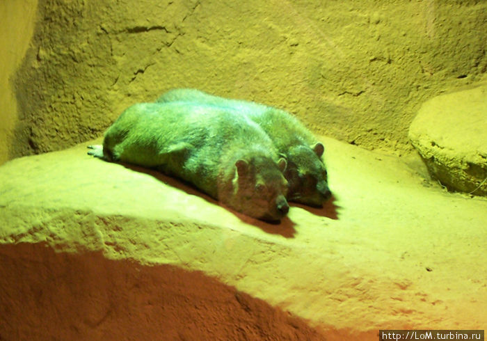 групповой солярий групповой солярий