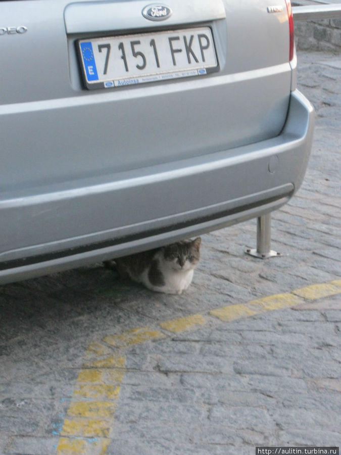 Сеговийский кот 3. Сеговия, Испания