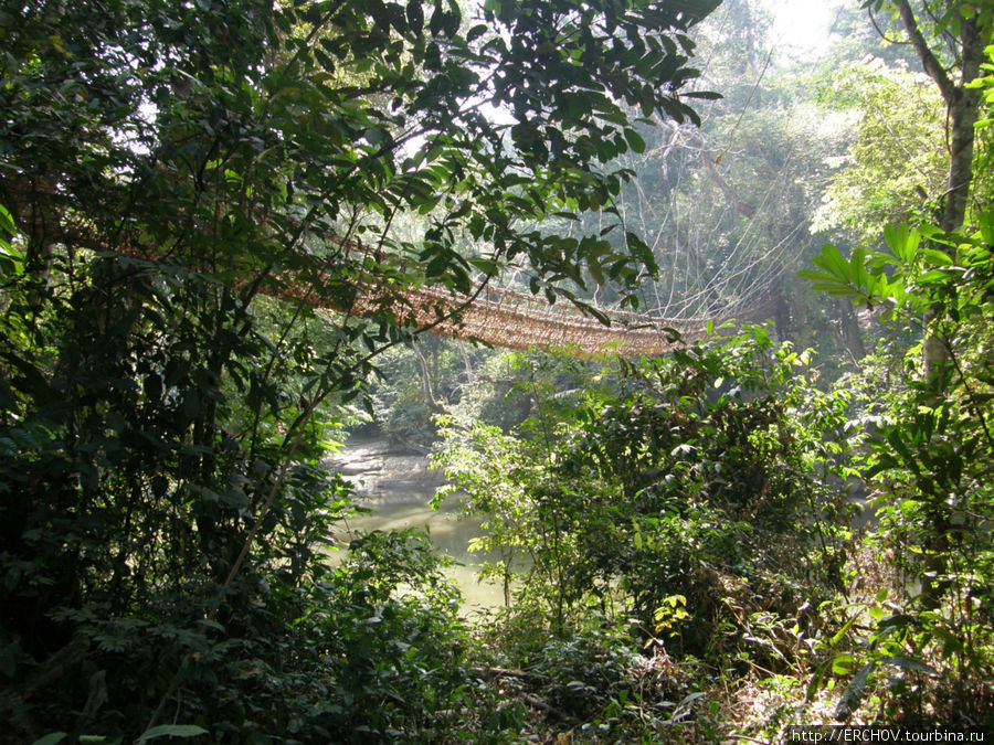 Мостик в лесу Провинция Нзерекоре, Гвинея