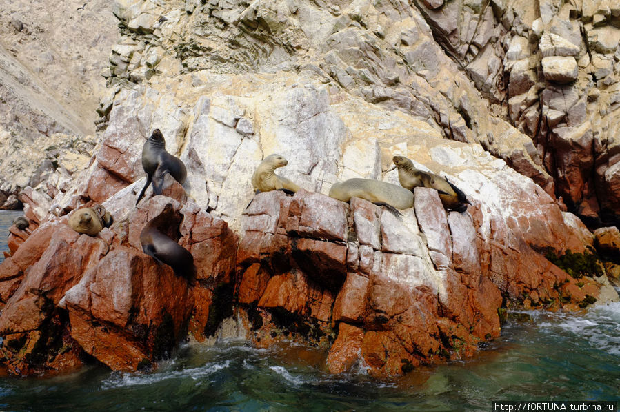 Острова Балестас Острова Бальестас Национальный Резерват, Перу