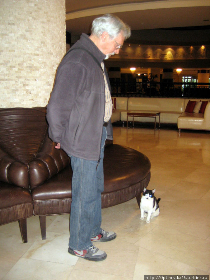 Эту кошечку мы встретили прямо в нашем отеле Алания, Турция