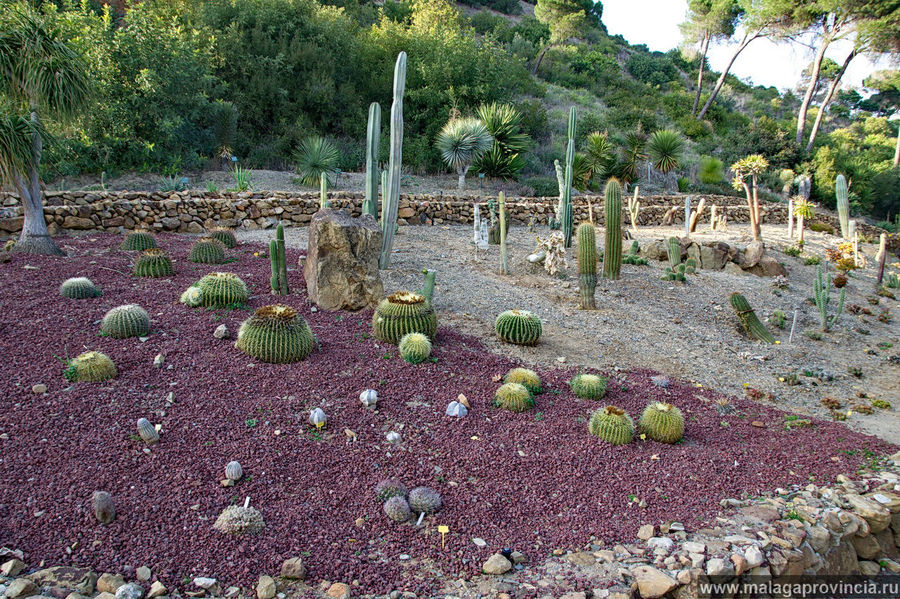 Здесь кактусы живут на природе Малага, Испания