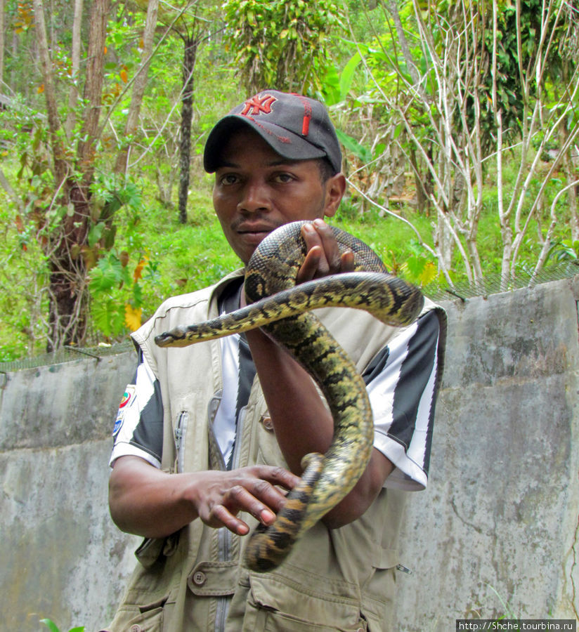 А вот змею проводник тоже предложил поносить, но среди нас желающих не нашлось Андасибе, Мадагаскар