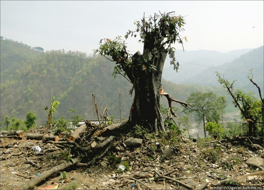 Дрова — жизненная необходимость. Поэтому не все деревья доживают свой век Зона Гандаки, Непал