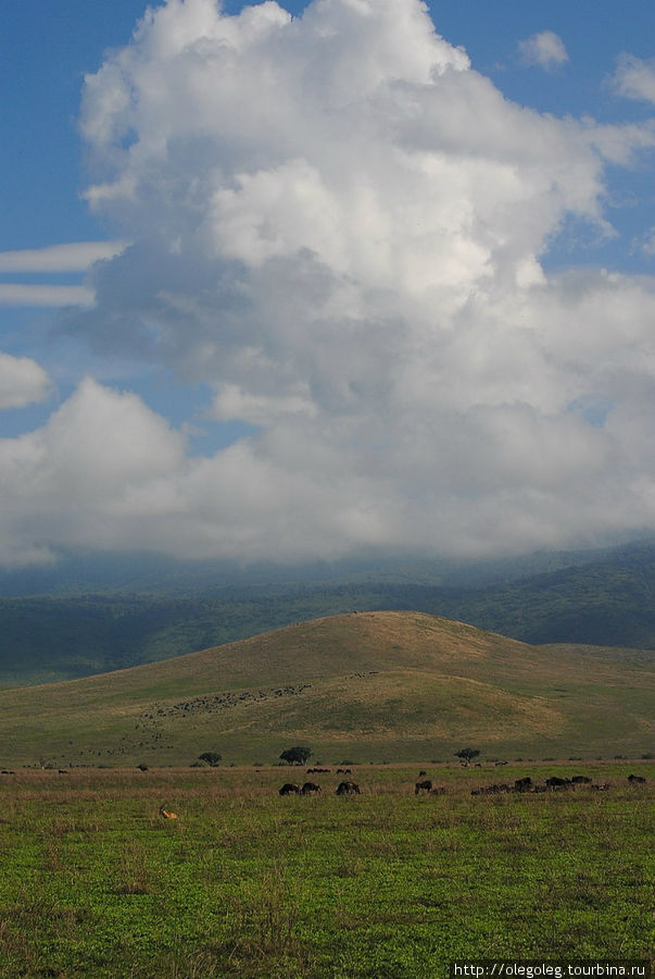 Акуна матата, или даешь сафари! 12.2010 Часть тринадцатая. Нгоронгоро (заповедник в кратере вулкана), Танзания