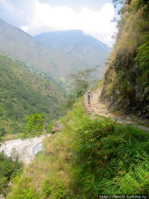 Трек вокруг Аннапурны:  от зеленых лугов к горному лесу Национальный парк Аннапурны, Непал