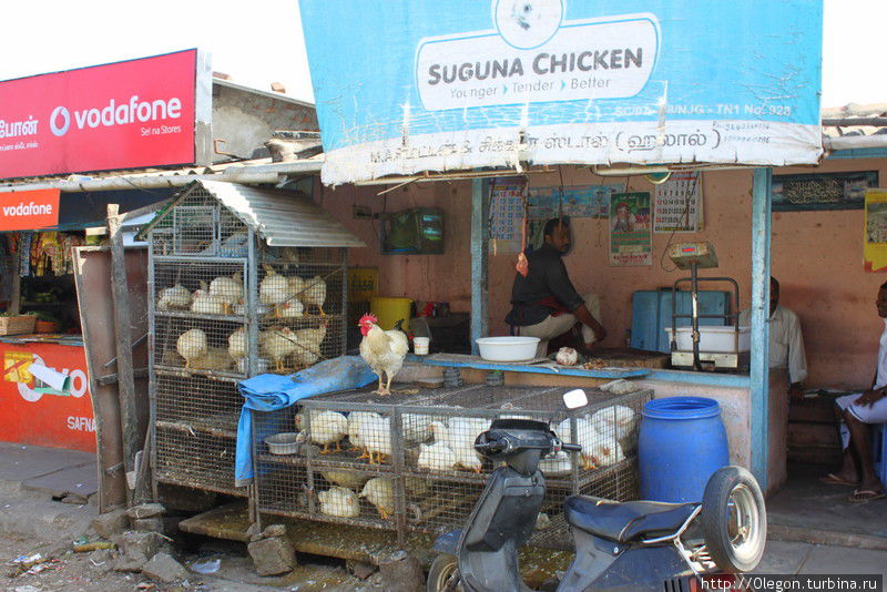 Курочки, кто то на свободе, а кто то уже в клетке Курочки, кто то на свободе, а кто то уже в клетке