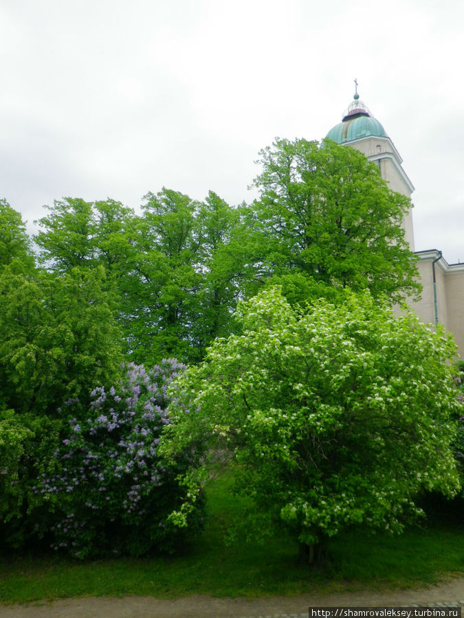 Зацвела сирень в Суоменлинне Хельсинки, Финляндия Зацвела сирень в Суоменлинне Хельсинки, Финляндия