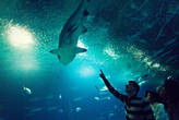 Общий объем воды во всех аквариумах составляет 42 млн литров.