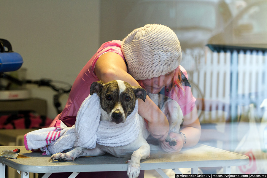 Ветеринар лечит собаку. Ки-Уэст, CША