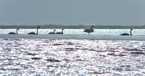 Лиепайском озере стаями поселяются лебеди-шипуны – там может быть до 5000 птиц.Лиепайское озеро – уникальное место. Теплыми зимами лебедям здесь очень нравится. Даже если другие места замерзают, Лиепайское озеро остается свободным ото льда. Причем оно достаточно мелкое, чтобы птицам был легко доступен корм – водоросли. Столь большой концентрации лебедей нет ни на одном другом озере Латвии, возможно, она самая большая в Балтии.
