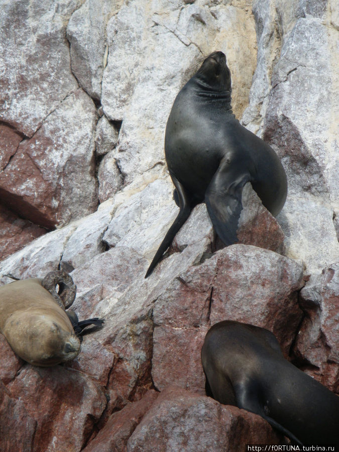 Фотомодель Острова Бальестас Национальный Резерват, Перу