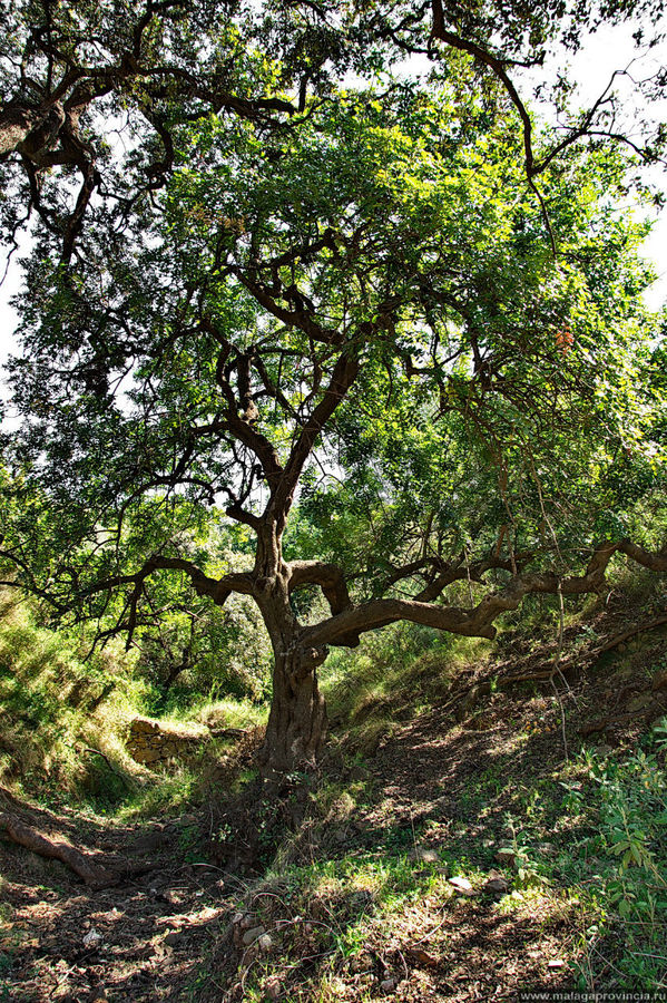 Под такими дубами гуляет то, что впоследствии превращается во вкуснейший и дорогущий хамон, т.е. хрюшки. На этом сыровяленом окороке будет стоять надпись Под такими дубами гуляет то, что впоследствии превращается во вкуснейший и дорогущий хамон, т.е. хрюшки. На этом сыровяленом окороке будет стоять надпись
