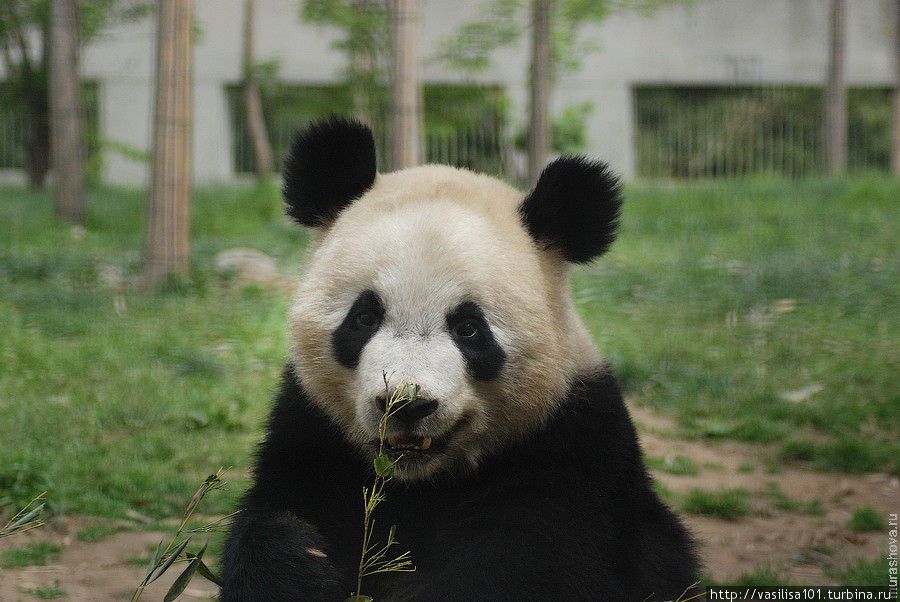 Заповедник Большой Панды Гуаньиншан Фопин, Китай