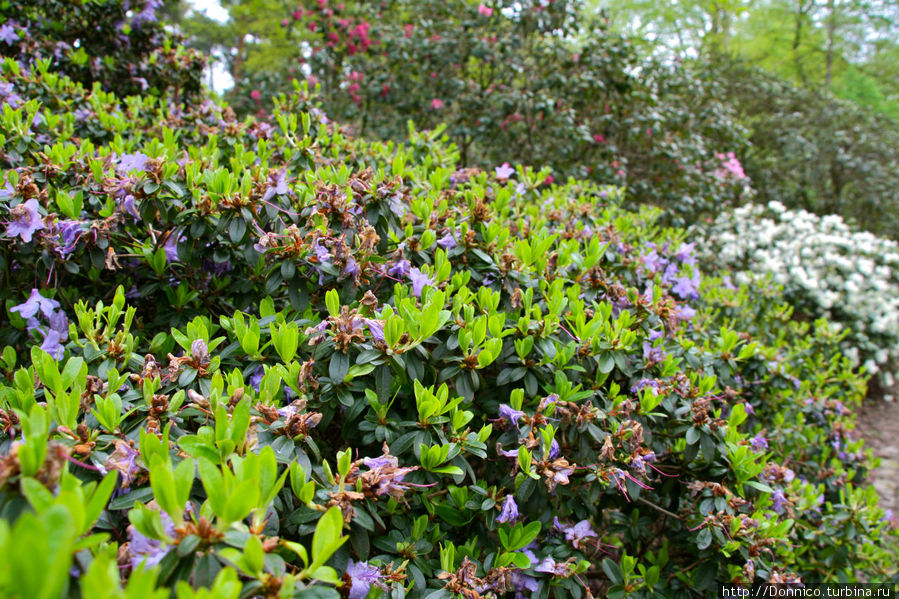 Рододенбремен! Бремен, Германия Рододенбремен! Бремен, Германия