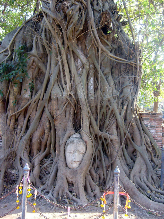 Будда в дереве Бангкок, Таиланд