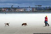А делить с собаками один пляж для купания — давняя американская причуда.