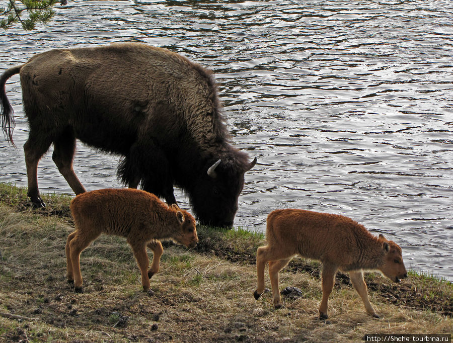 44 причины посетить Йеллоустонский Национальный Парк Йеллоустоун Национальный Парк, CША