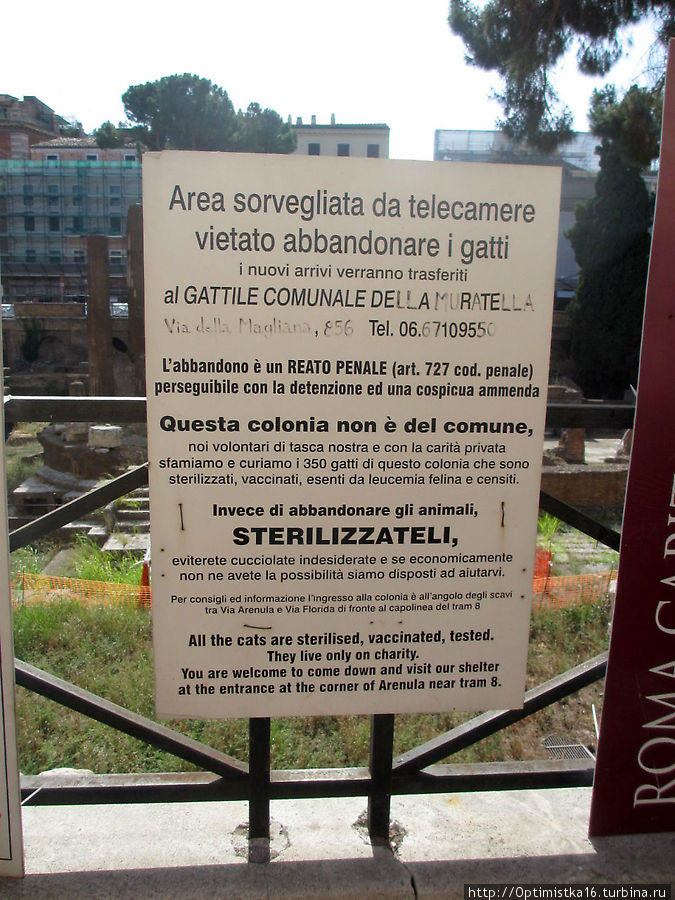 Визит к обитателям площади Торре Арджентина Рим, Италия