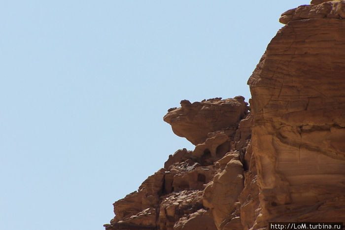 лягушка Цветной Каньон (Синай), Египет