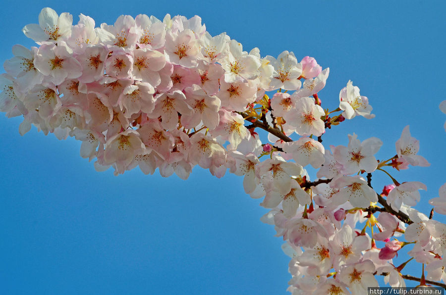 Свадебное дефиле Свадебное дефиле