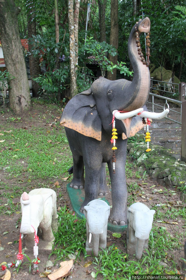 Слониха со слонятами Кхао-Яй Национальный Парк, Таиланд