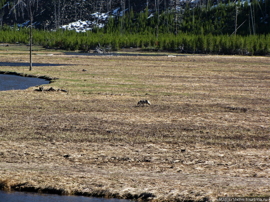 Проехав дальше мы заметили на противоположном берегу реки волка. Далековато, но первый зверь, пропустить нельзя Йеллоустоун Национальный Парк, CША