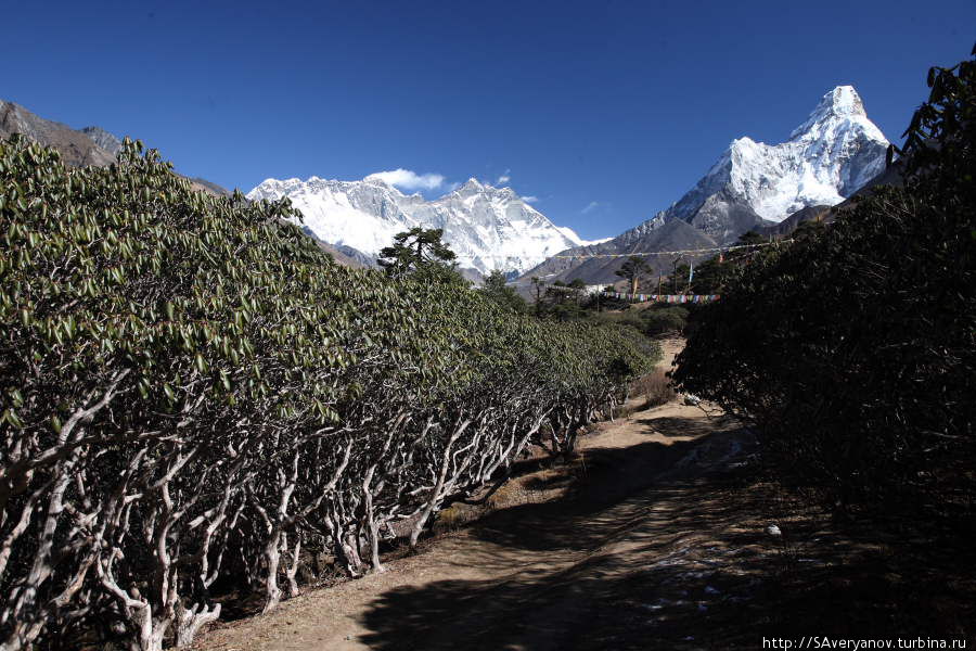 Аллея рододендронов, массив Эвереста и Амадаблам Намче-Базар, Непал