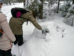 Освобождение елочки от снежной скорлупы.