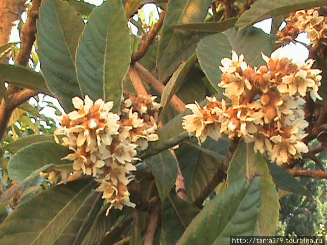 Цветы фруктового дерева мушмулы японской,первая фрукта сезона(май-июнь). Неаполь, Италия