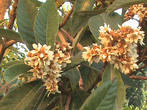 Цветы фруктового дерева мушмулы японской,первая фрукта сезона(май-июнь).