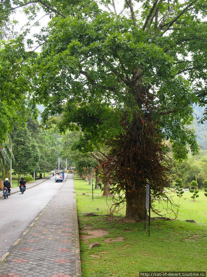 Ботанический сад и Пенанг хилл Пинанг остров, Малайзия