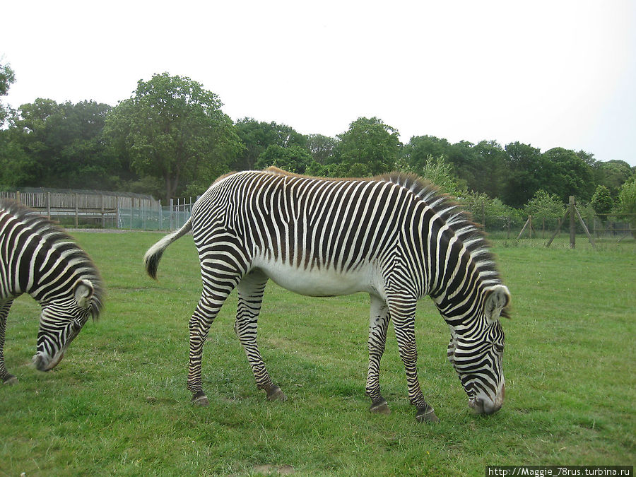 Британские ученые нашли вполне логичное объяснение такому окрасу зебр: он меньше всего привлекает слепней в саванне... Бедфорд, Великобритания