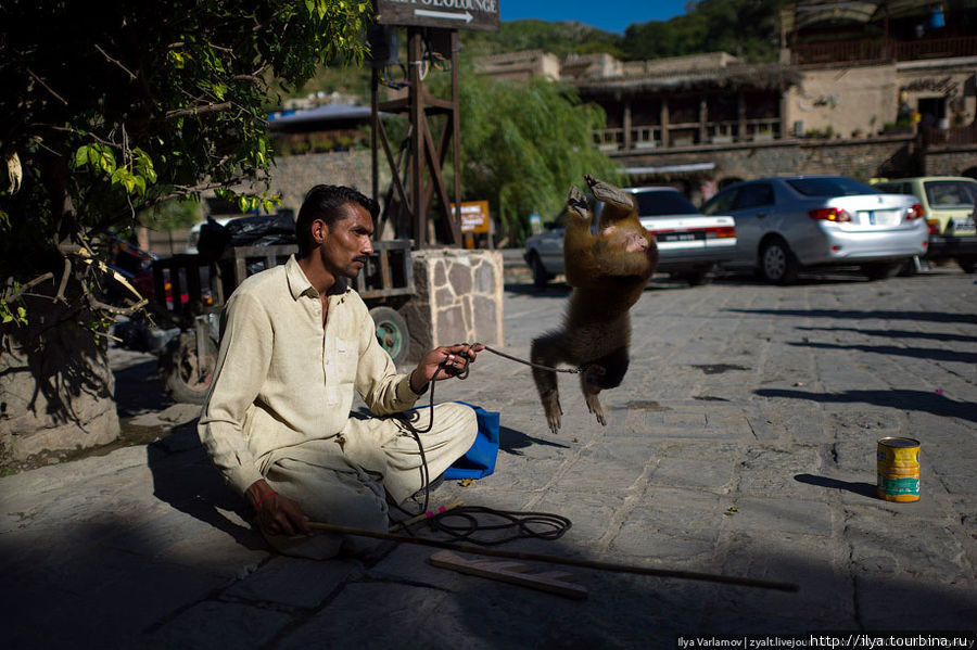 За 10 долларов мартышка показывает смешные трюки — отжимается, делает сальто, позирует с игрушечным автоматом. Исламабад, Пакистан