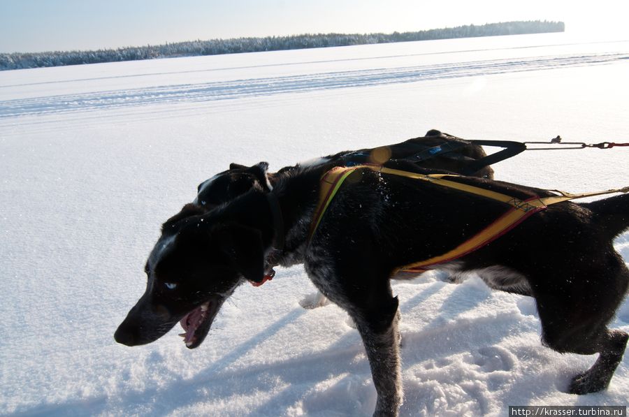 Катание на собачьих упряжках Республика Карелия, Россия
