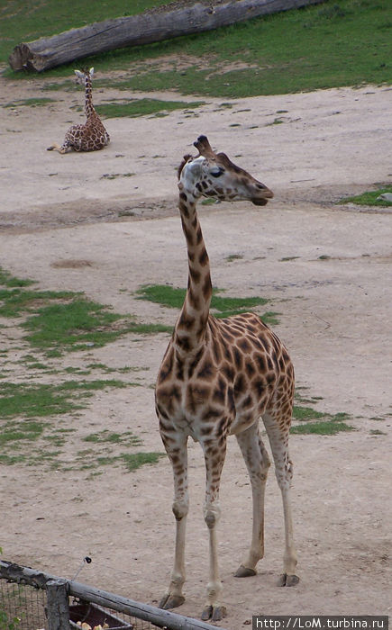 жирафы жирафы