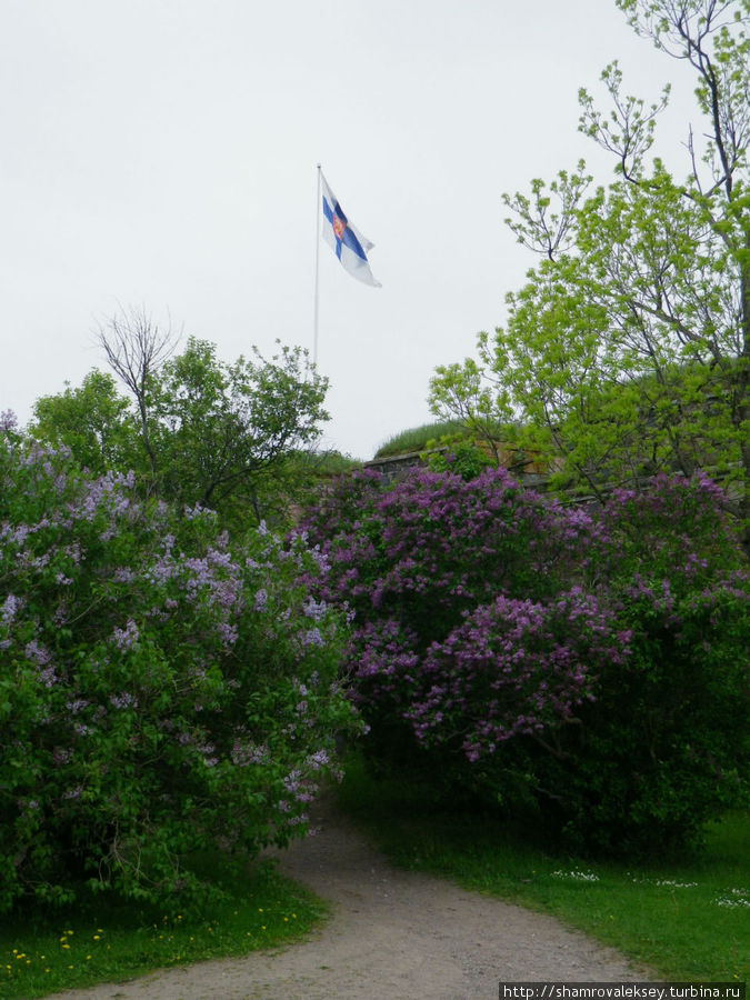 Зацвела сирень в Суоменлинне Хельсинки, Финляндия Зацвела сирень в Суоменлинне Хельсинки, Финляндия