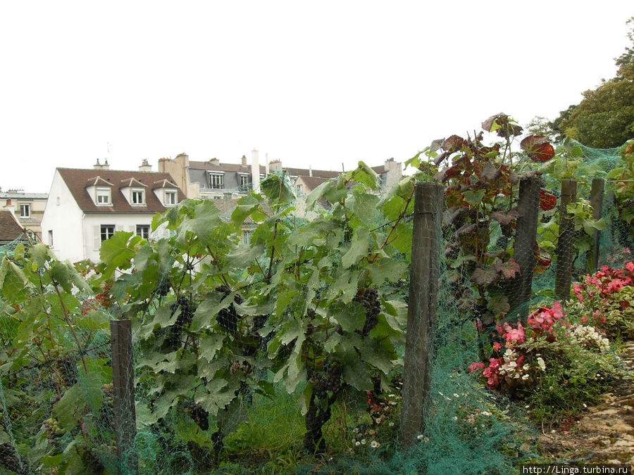 Виноградники Монмартра Париж, Франция