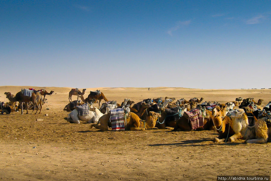 Тунис. Катание на верблюдах Тунис