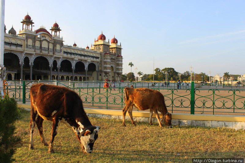 Коровы гуляют по двору майсурского дворца Майсур, Индия
