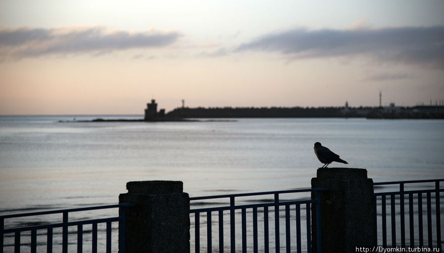 Дугласская ворона и маяк Остров Мэн