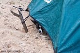 Когда начинается дождь, самый маленький член нашего экипажа трусливо прячется к нему под тент палатки