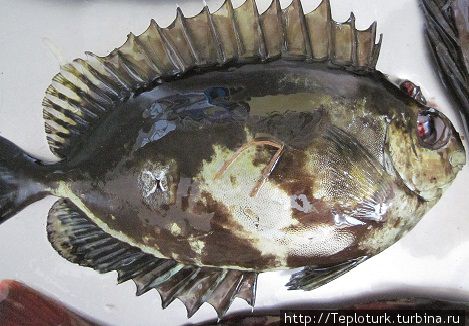 Сокан — рыба с ядовитыми шипами Турция Сокан — рыба с ядовитыми шипами Турция
