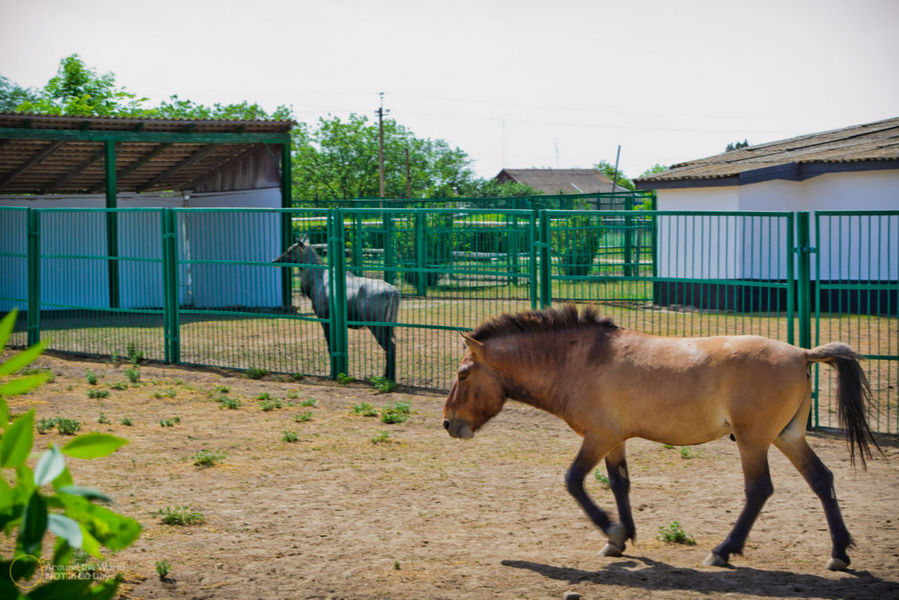 Зоопарк Заповедник Аскания Нова, Украина
