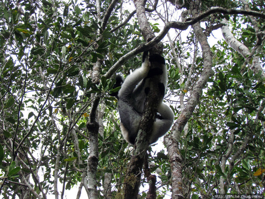 Знакомьтесь: индри — крупнейшие ныне живущие лемуры Перинет, Мадагаскар