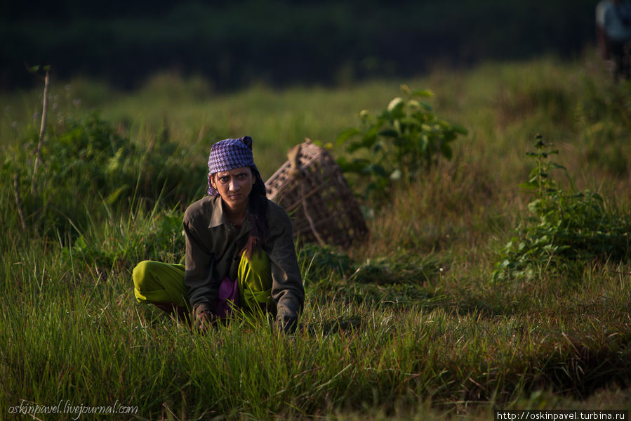 Туда, где ждут снять урожай, я ухожу, не провожай... Читван Национальный Парк, Непал